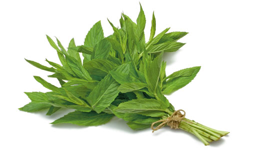 النعناع لعلاج الصداع